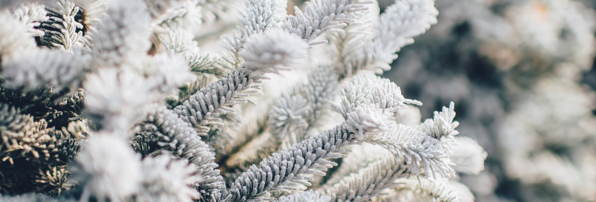 Trees covered in snow